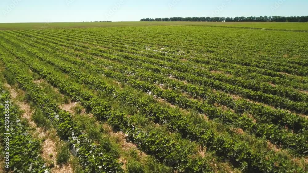 Aerial view from drone at green strawberry field Aerial view from drone at green strawberry field