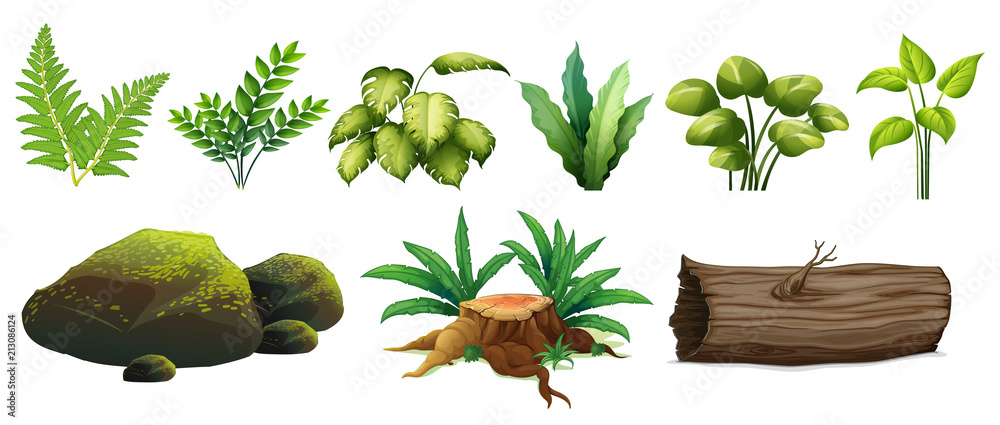 A Set of Forest Element