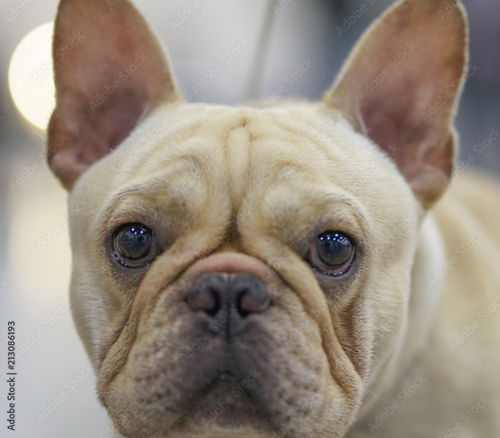 Bulldog portrait taken during Paducah Dog Show