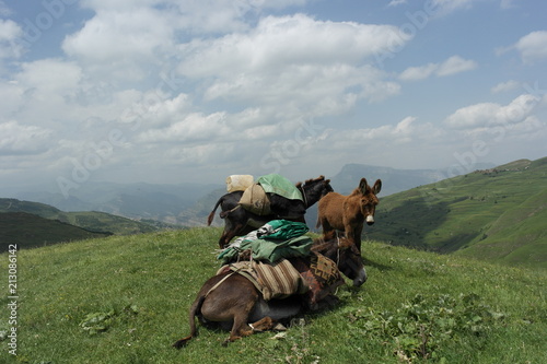 ослы отдыхают на вершине горы donkeys resting on top of the mountain Caucasus