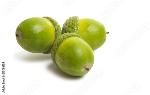 green acorns isolated