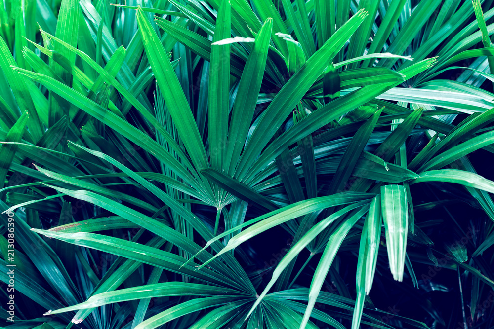 Fototapeta premium Dark green palm leaves in the filter color effect