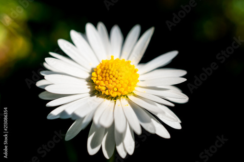 Extreme close-up on a common daisy