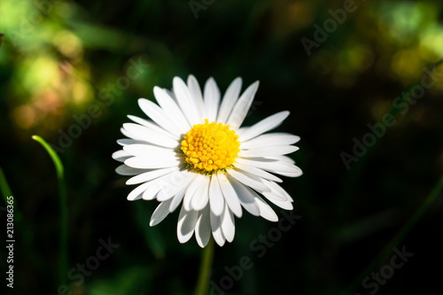 English daisy in shadow