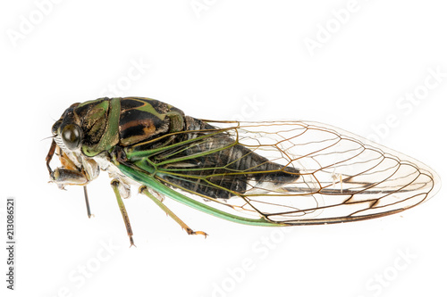 Cicada on white - side view