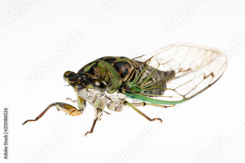 Cicada on white - head on photo