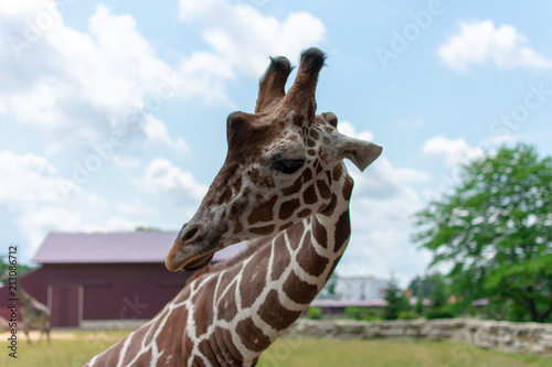 Portrait of a Giraffe photo