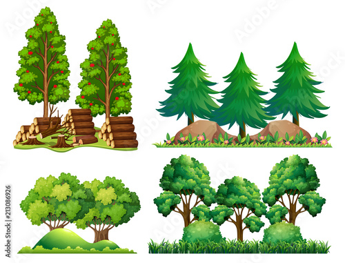 A Set of Forest Landscape