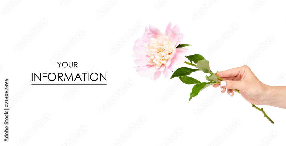 Peony flower in hand pattern on white background isolation