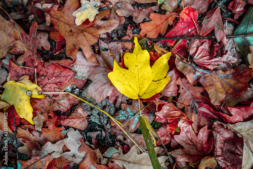 background of autumn colored leaves