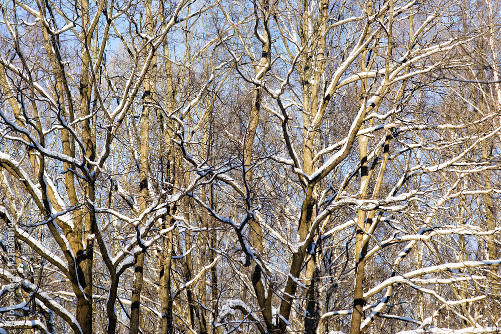 Group of sunlit young oak trees Group of sunlit young oak trees