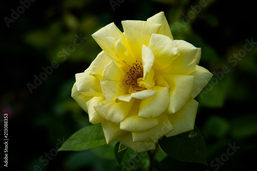 Beautiful yellow rose flower