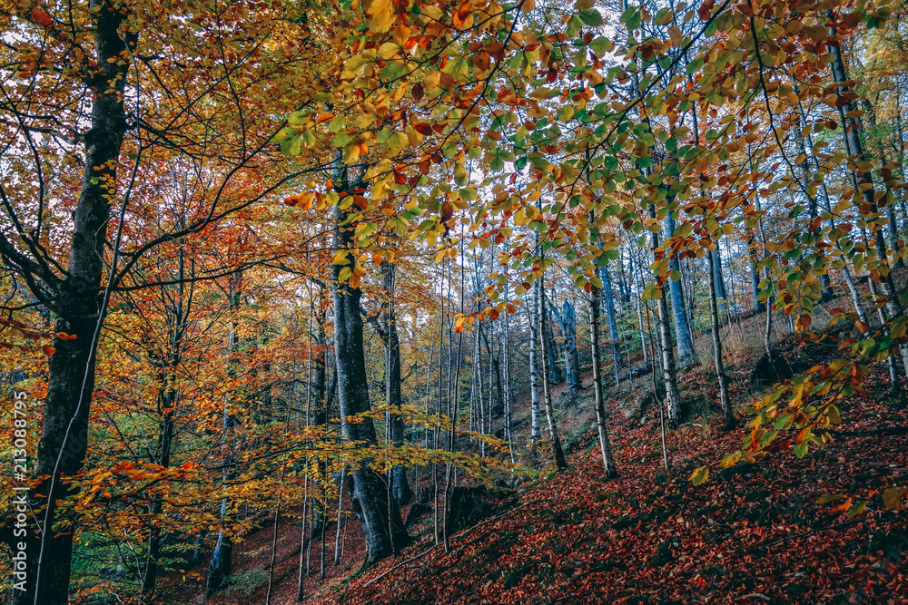 Fototapeta premium Autumn forest