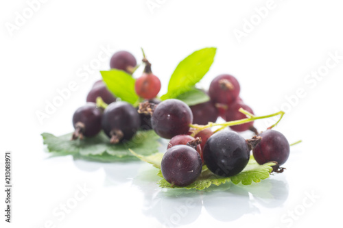 black currant branch isolated