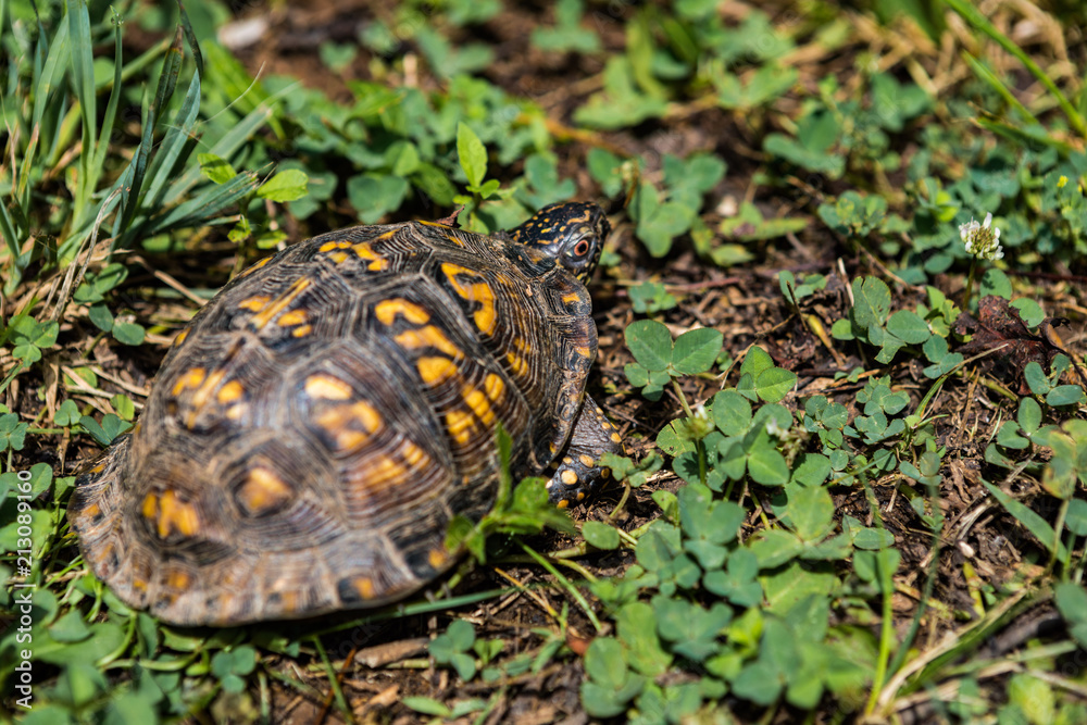 A turtle waking into woods in Tennessee A turtle waking into woods in Tennessee