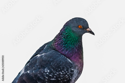 Partial view of a blue rock pigeon