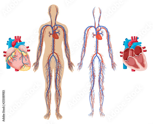 Human Heart and Cardiovascular System