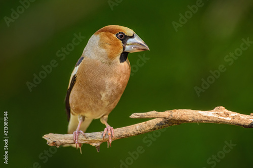 Konstfotografi Hawfinch - Coccothraustes coccothraustes, beautiful colored perching bird from Old World forests