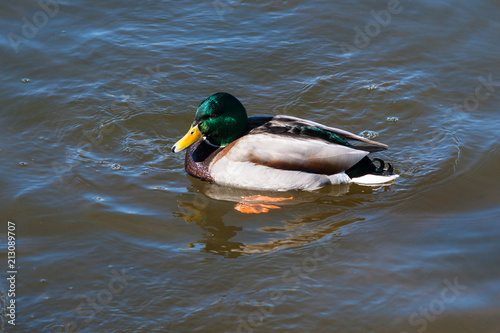 Male mallard duck © Sander