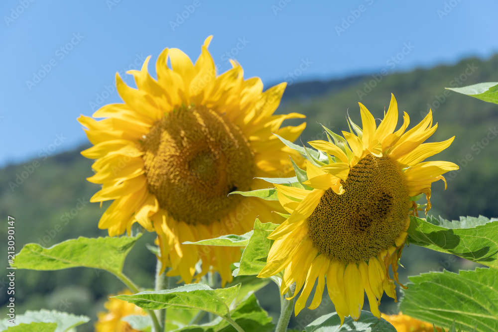 Sonnenblume isoliert auf blauem Himmel Hintergrund Sonnenblume isoliert auf blauem Himmel Hintergrund