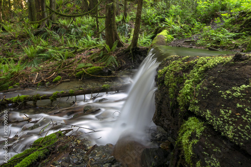 stream in forest