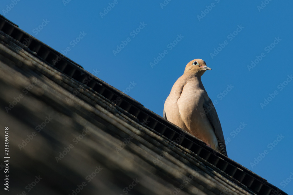 Birds in Knoxville Tennessee Birds in Knoxville Tennessee