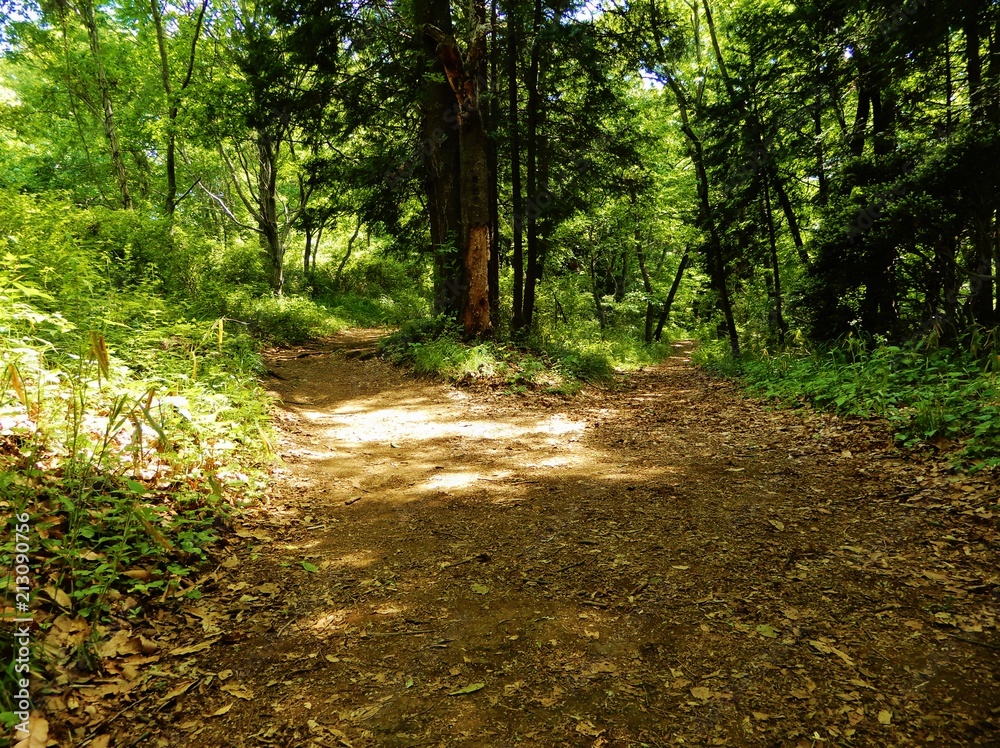 Obraz premium 岐路 山道