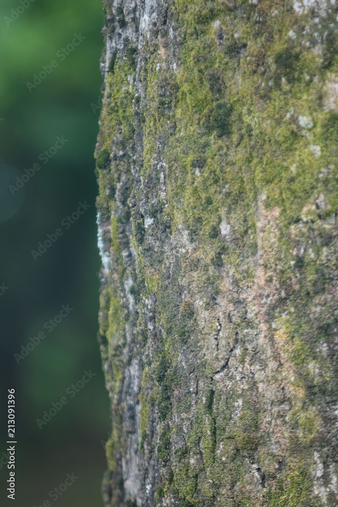 Scenics in Knoxville Tennessee