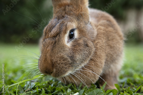 Rabbit eating grass