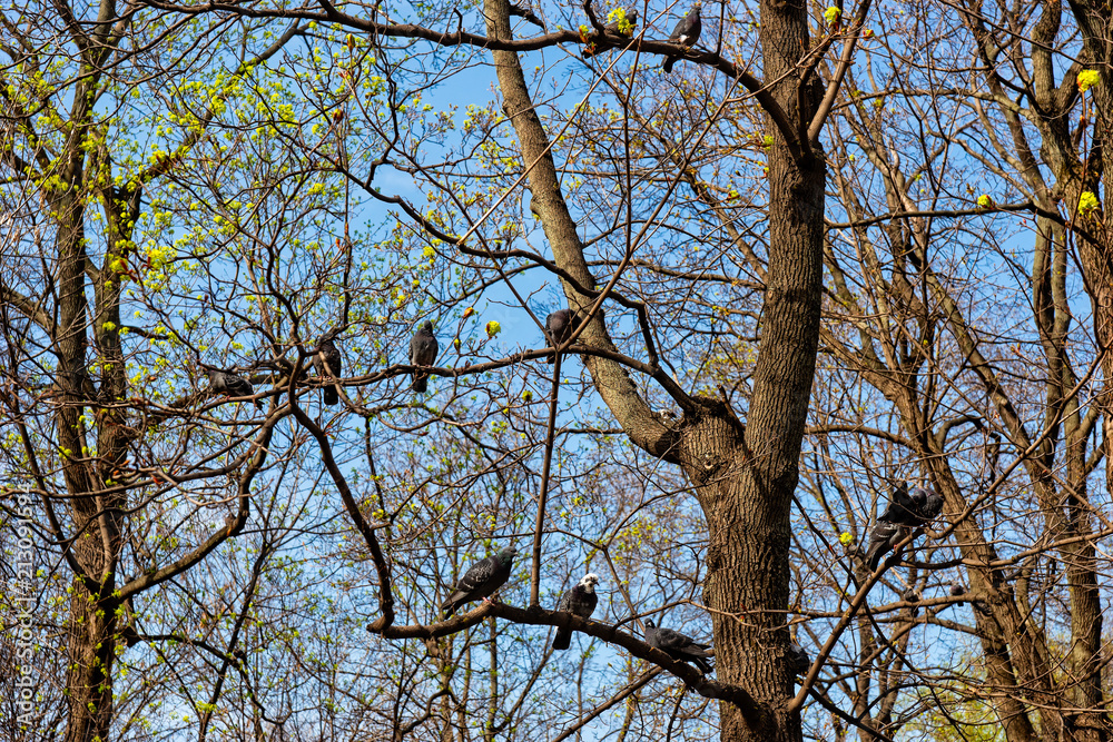 Pigeon birds sit on tree branches Pigeon birds sit on tree branches