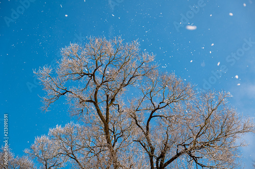Frosty trees © VJ