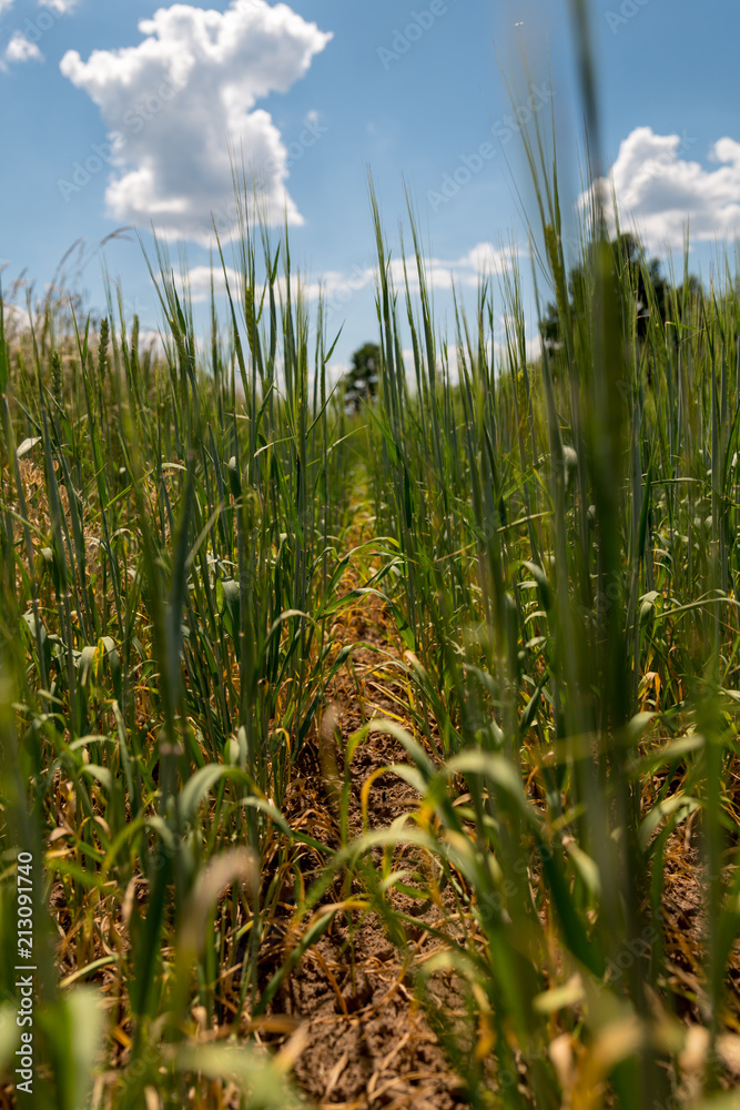 Fototapeta premium Corns