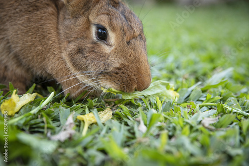 Rabbit eating grass