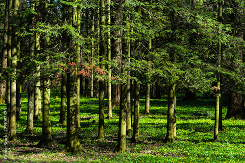 Siberian fir