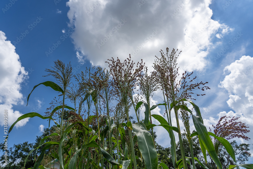 broom corn against the sky broom corn against the sky