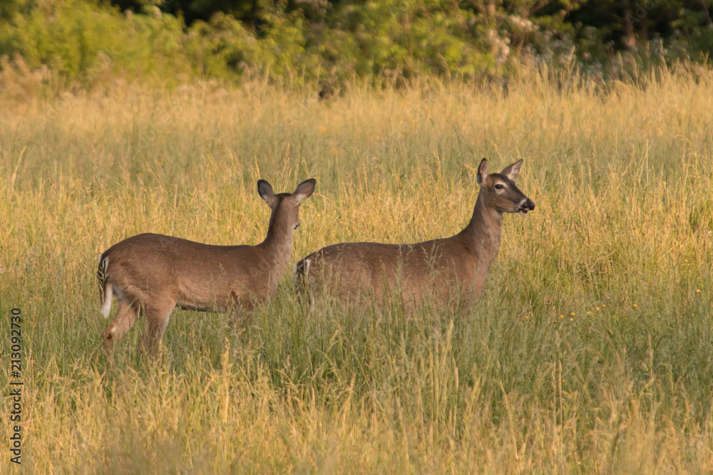 White-tailed deers in Great Smoky Mountains National Park White-tailed deers in Great Smoky Mountains National Park