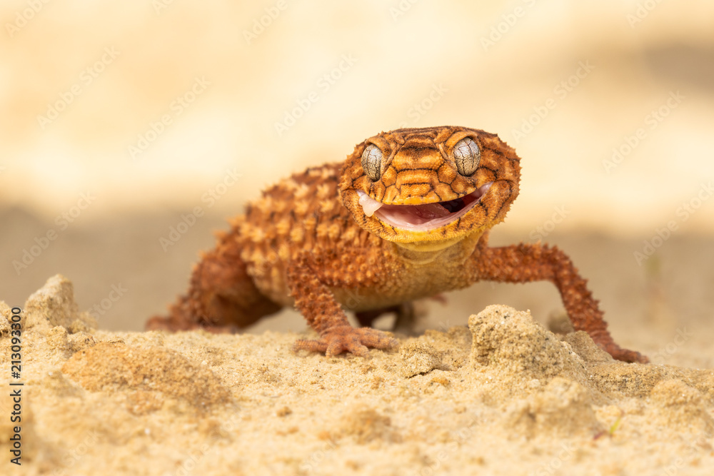 Beautiful gecko on sand and stone. Very cute animal. Isolated, hot day, sun, dry. Gorgeous eyes, very positive expression. Smiley face, nice colors, orange and brown. Amazing eyes, almost unreal. Beautiful gecko on sand and stone. Very cute animal. Isolated, hot day, sun, dry. Gorgeous eyes, very positive expression. Smiley face, nice colors, orange and brown. Amazing eyes, almost unreal.