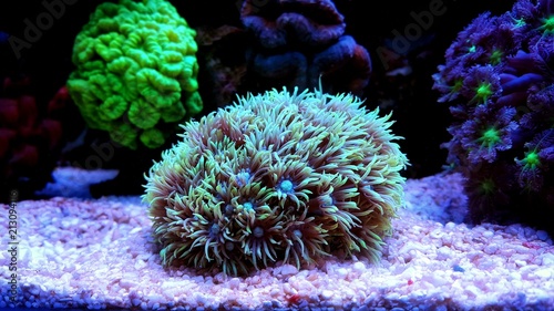Fototapeta Naklejka Na Ścianę i Meble -  Goniopora lps coral in reef aquarium tank