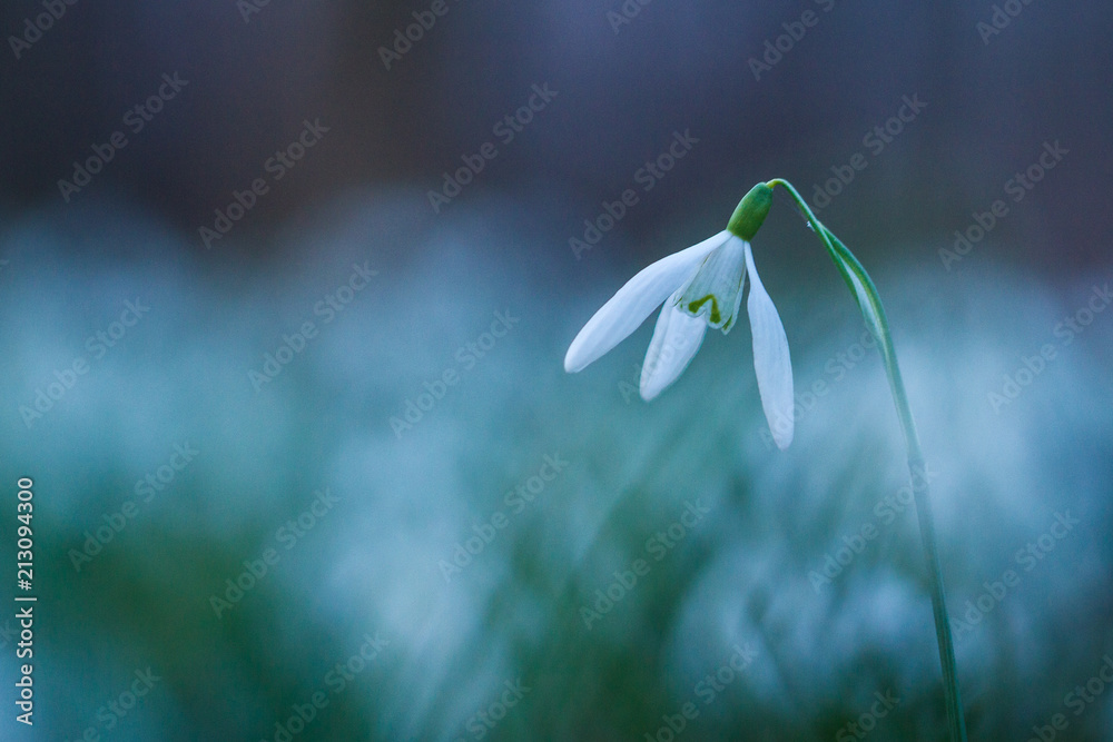 Snowdrop, very fragile and beautiful flower. Typical symbol of spring. They blossom even when it's still quite cold but remind us warmer times are ahead. Snowdrop, very fragile and beautiful flower. Typical symbol of spring. They blossom even when it's still quite cold but remind us warmer times are ahead.