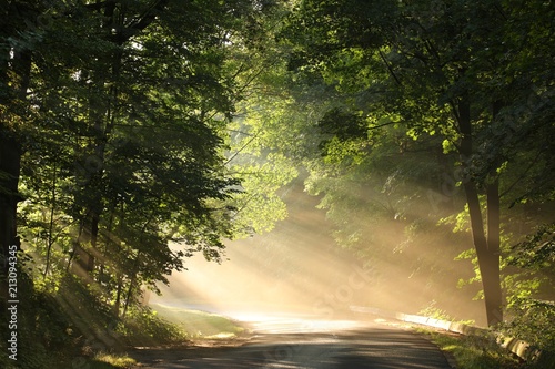 Fototapeta Naklejka Na Ścianę i Meble -  Country road through the spring forest on a foggy morning