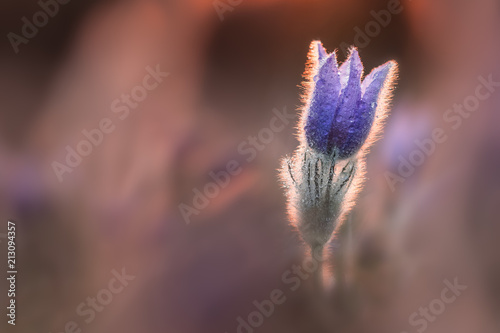 Tiny and fragile flower during spring sunrise. Covered with morning dew droplets. Very precious plant. Blossoming only limited time. Detailed shot. Macro.