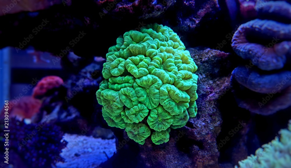 Naklejka premium Trumpet Coral (Caulastrea curvata)