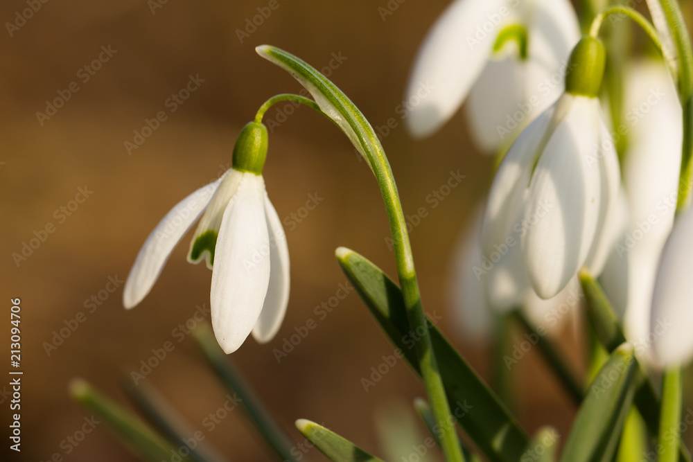 Snowdrop, very fragile and beautiful flower. Typical symbol of spring. They blossom even when it's still quite cold but remind us warmer times are ahead.