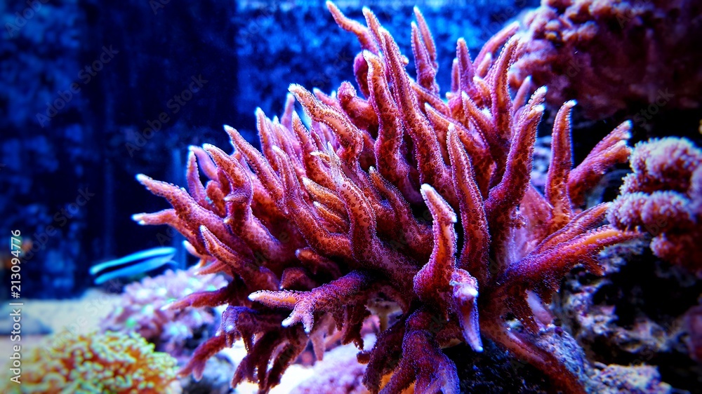 Naklejka premium Histrix SPS coral in saltwater reef aquarium tank 