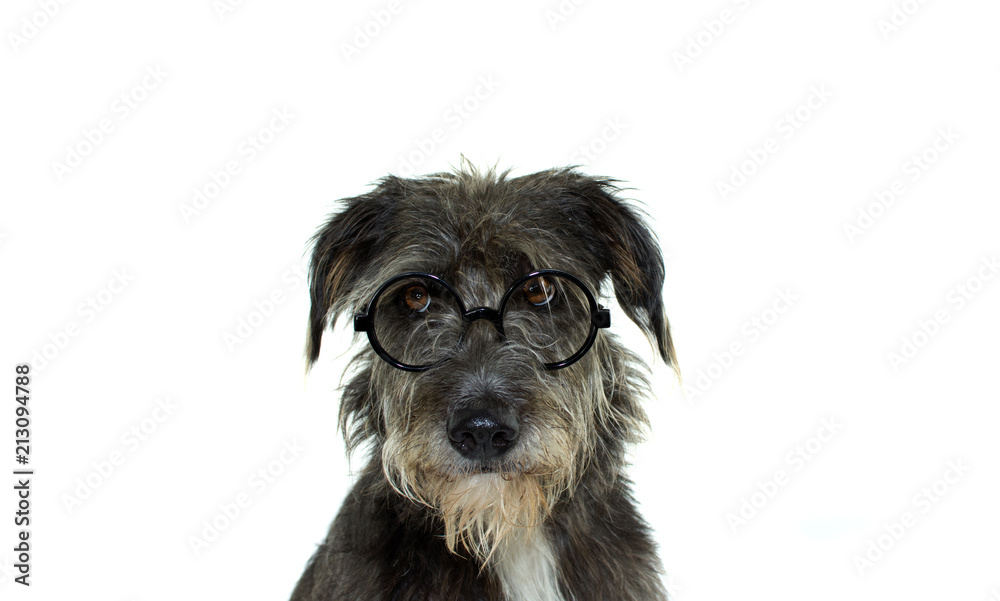 BLACK AND INTELLECTUAL DOG WEARING GLASSES ISOLARED AGAINS WHITE BACKGROUND. HORIZONTAL BANNER WITH COPY SPACE.