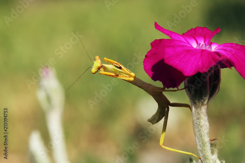 Stagmatoptera femoralis, species of praying mantis in the genus Stagmatoptera sitting on a dark purple flower. An insect predator ready to attack. photo