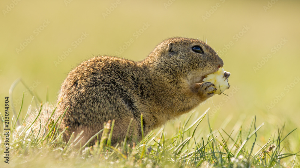Ground squirrel. Very cute animal. Endangered species. Fast and curious. Very funny. Ground squirrel. Very cute animal. Endangered species. Fast and curious. Very funny.