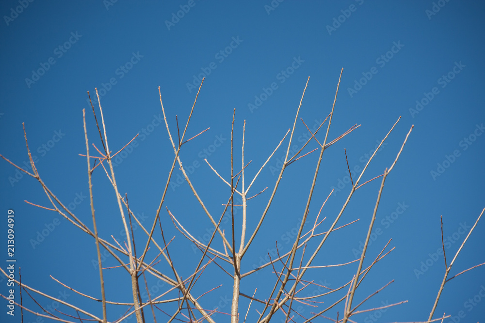 Nature scenics in Knoxville Tennessee