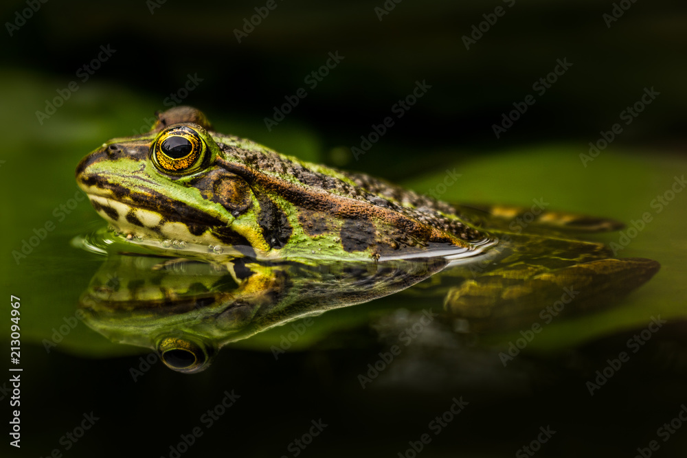 Naklejka premium Green frog in a pond. Beautiful amphibian. Lake, leaves, fresh green colors. Natural shot. Wildlife.
