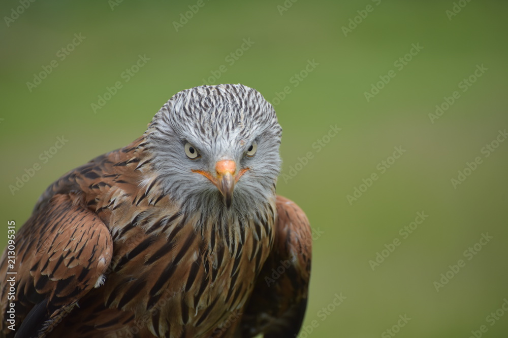 Red Kite Red Kite